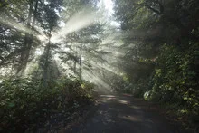 Sun rays in a golden autumn forest