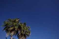 Palm And Blue Sky
