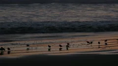 Birds On The Beach At Sunset