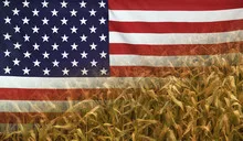 USA Nutrition Concept Corn field with fabric Flag