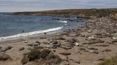 4K Time Lapse Of A Huge Colony Of Elephant Seals