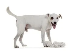 Jack Russell Terrier