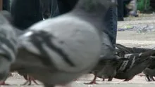 Pigeons on St. Mark's Square in Venice