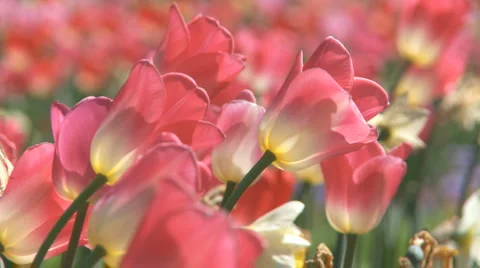 Tulipmeadow