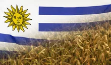 Uruguay Nutrition Concept Corn field with fabric Flag