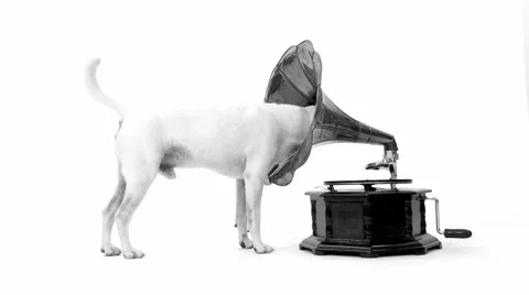 Jack Russell Terrier And Gramophone