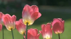 Tulipmeadow