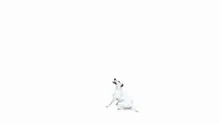 Jack Russell Terrier jumping