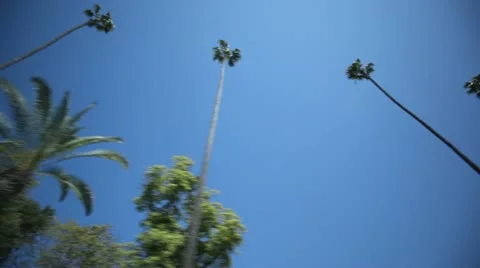 Palm Tree Drive