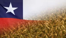 Chile Nutrition Concept Corn field with fabric Flag