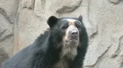 Andean Bear