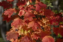 Colorful maple leaves