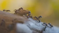 Ants