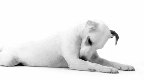 Jack Russell Terrier Lying On White Floor