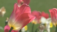 Tulip