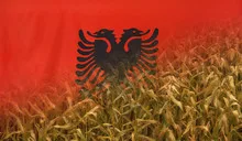 Albania Nutrition Concept Corn field with fabric Flag