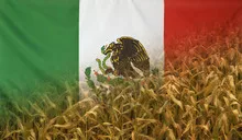 Mexico Nutrition Concept Corn field with fabric Flag