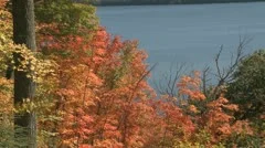 Autumn Colorful Foliage