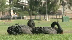 Black Swans In Park