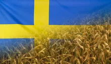 Sweden Nutrition Concept Corn field with fabric Flag