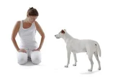 Jack Russell Terrier