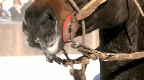 Horse In Winter In St. Moritz