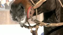 Horse In Winter In St. Moritz