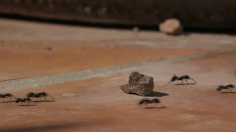 Ants Running