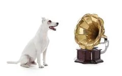 Jack Russell Terrier