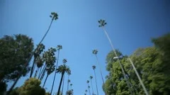 Palm Tree Drive