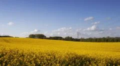 Bright Yellow Canola Field