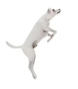 Jack Russell Terrier