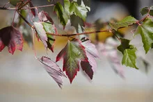 Colorful maple leaves