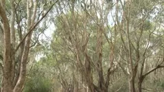 Australian Koala Bear