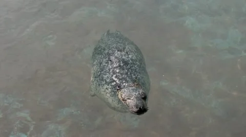 Harbor Seal