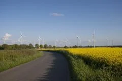 Bright Yellow Canola Field With Windmills