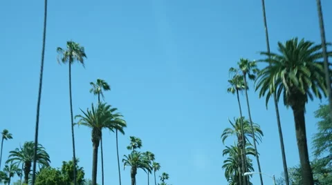Palm Trees Drive