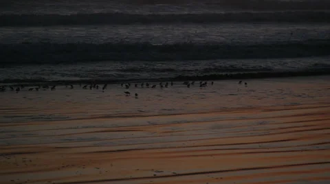 Slowmotion Birds Onthe Beach At Sunset