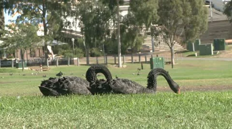 Black Swans In Park