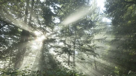 Time Lapse Zoom Out Sun Rays In A Golden Autumn Forest