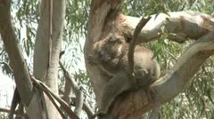Australian Koala Bear