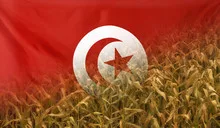 Tunesia Nutrition Concept Corn field with fabric Flag