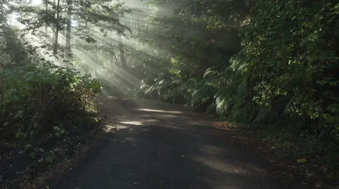 Time Lapse Zoom Out Sun Rays In A Golden Autumn Forest