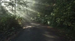 Time Lapse Zoom Out Sun Rays In A Golden Autumn Forest