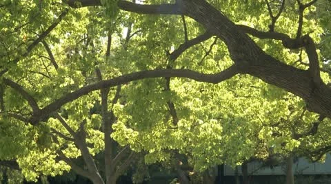 Tree And Green Leaves