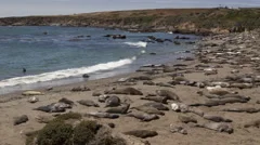 4K Time Lapse Zoom Out Of A Huge Colony Of Elephant Seals