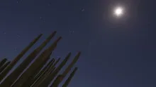 Timelapse Organ Pipe Cactuses close up