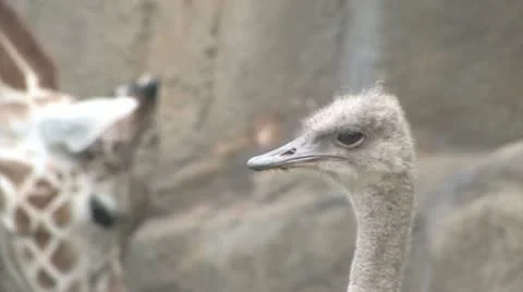 Ostrich And Giraffe