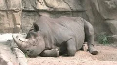 Black Rhinoceros