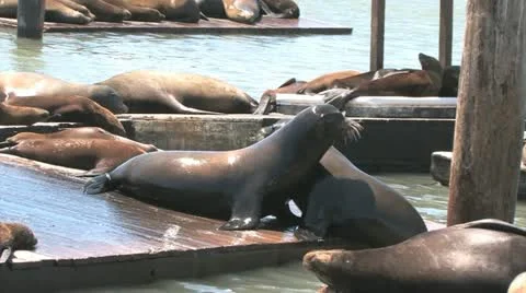 Sea Lions